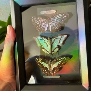 Butterfly frames